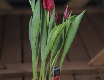 Принимаем заказы на горшечные растения к 8 марта ! 